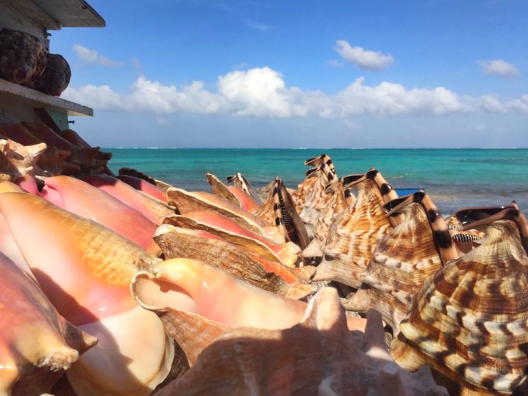 A conch shell vendor stall on Blue Hills beach.