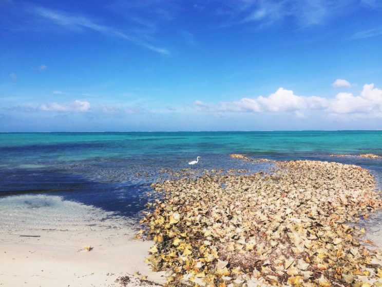 Contrasts collide as an elegant egret walks between glistening turquoise water and a decaying conch shell graveyard.