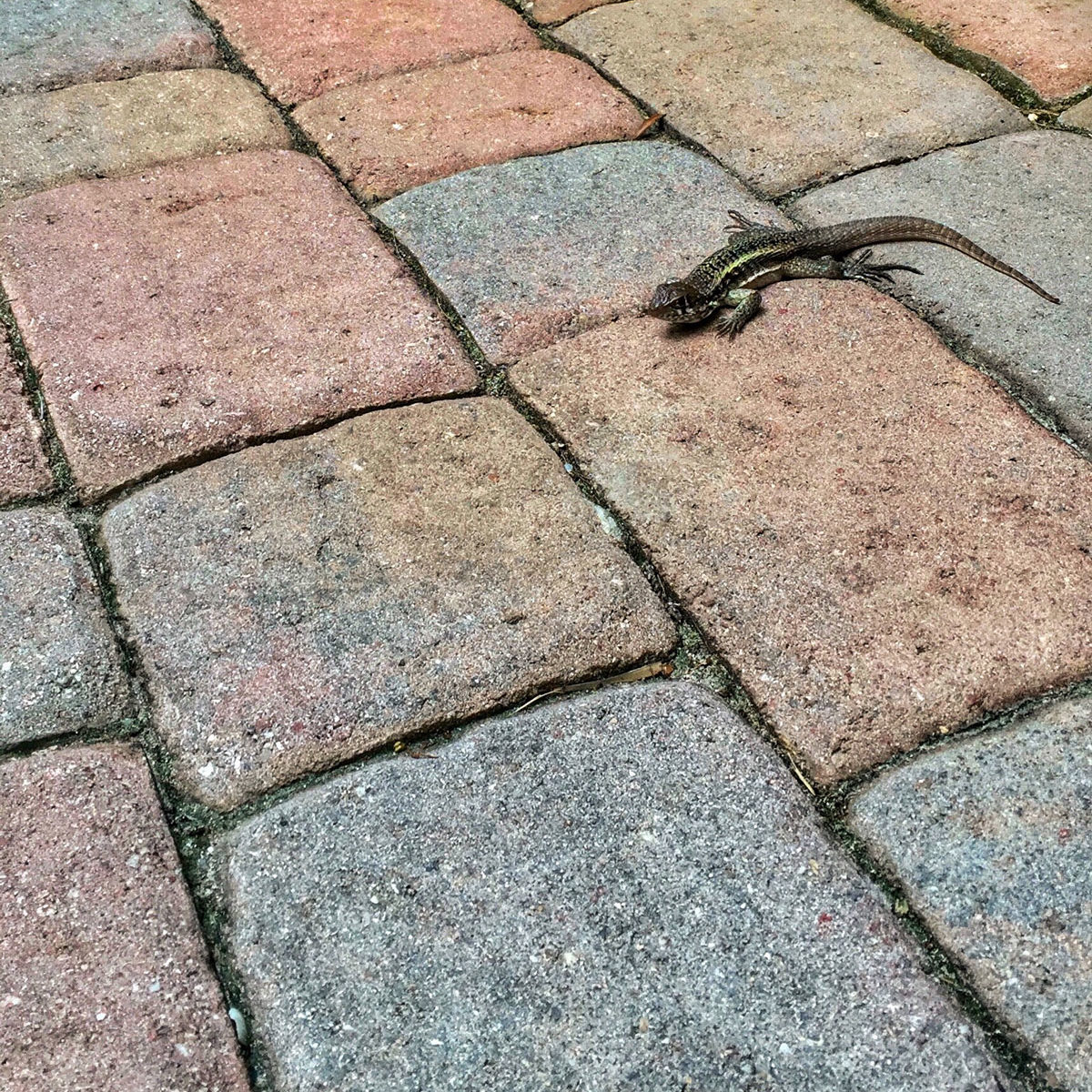 One of Providenciales' many bugwally strikes a pose on colorful cobblestone.