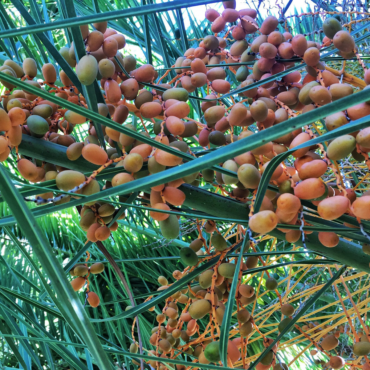 Fruiting palm in the Royal West Indies Resort' gardens.