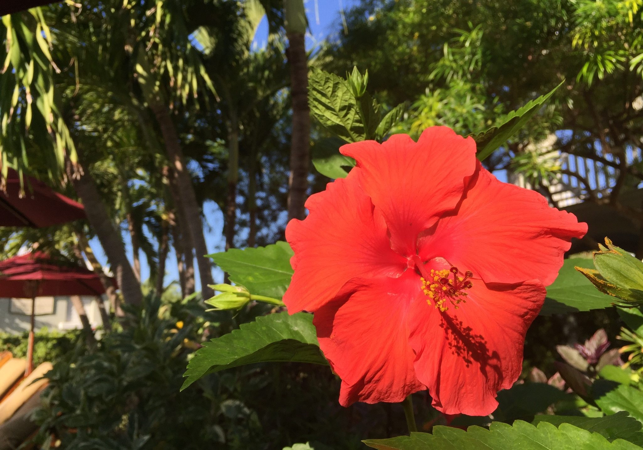 A poolside, scarlet hibiscus graces the RWI's landscape.