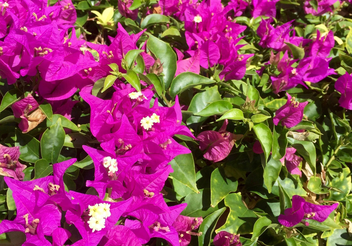 Bright, magenta bougainvillea just steps away from Grace Bay Beach.