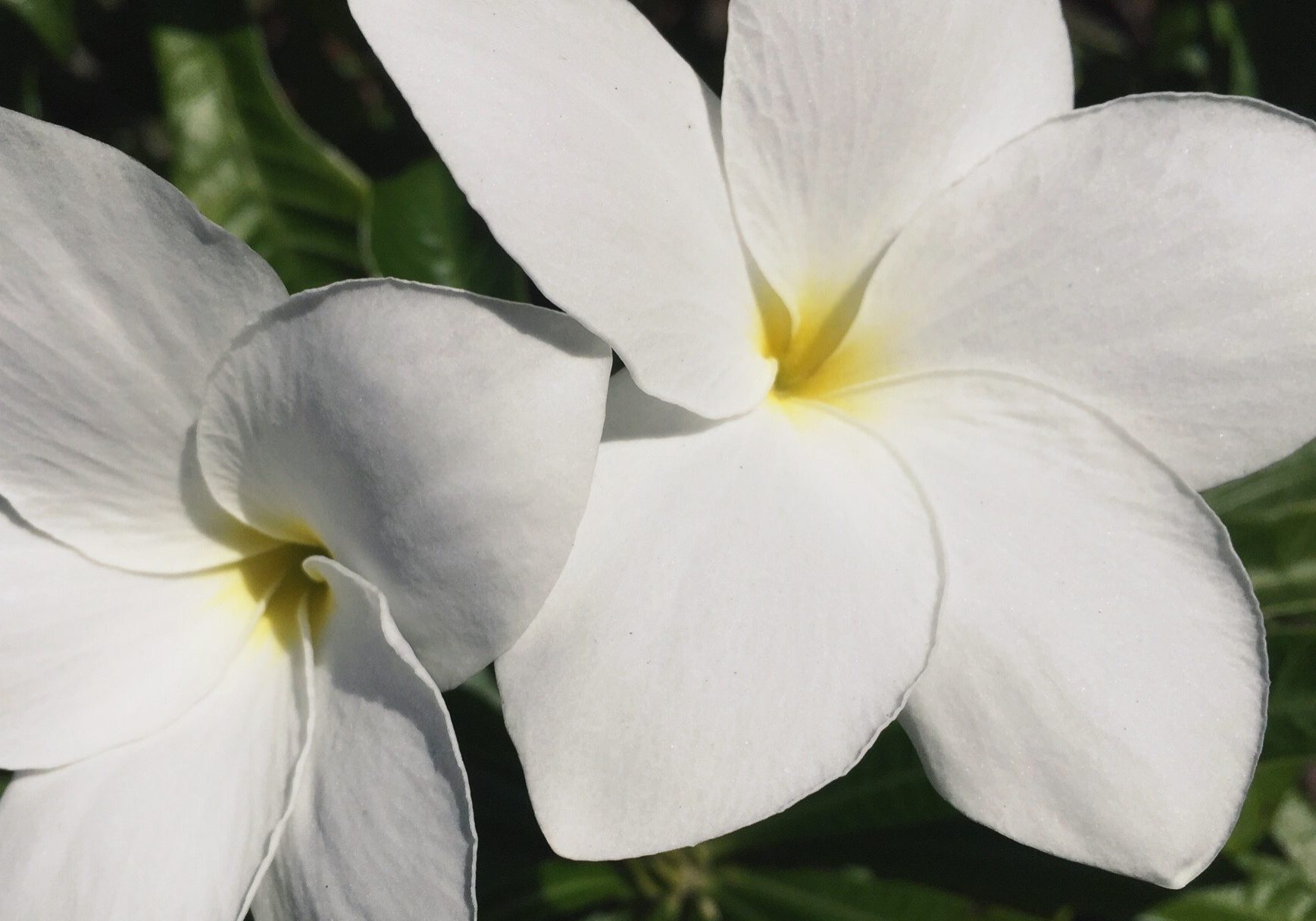 Taryn's favorite flower, plumeria's sweet fragrance lightly scents the Royal West Indies' gardens.